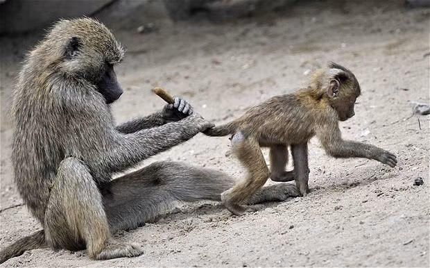 Ảnh đẹp động vật trong tuần ảnh 4 An adult baboon holds onto the tail of a wandering young baboon at the Zoom zoo in Gelsenkirchen, western Germany