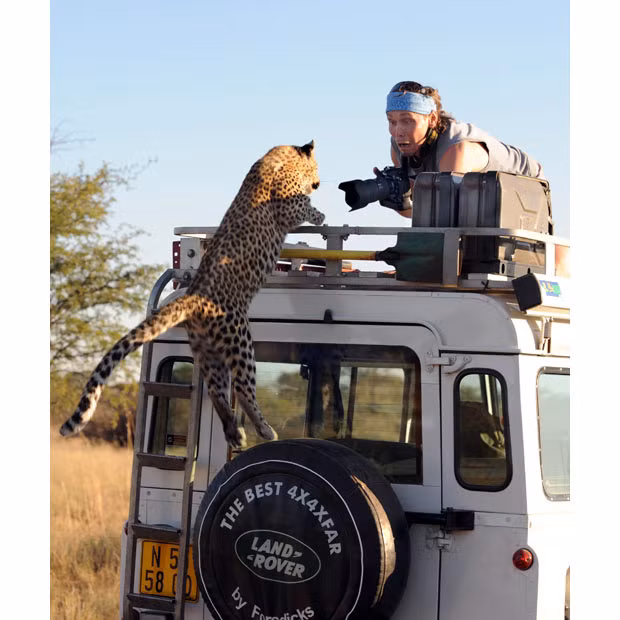 Ảnh động vật đẹp trong tuần ảnh 6 A leopard leaps onto a Land Rover for his big close up. Sergey Kotelnikov was shocked when this overly camera-friendly young leopard jumped onto the roof of his vehicle in Namibia, close to the border with Botswana. Sergey Ivanov, who snapped the photo from an adjacent vehicle, said: