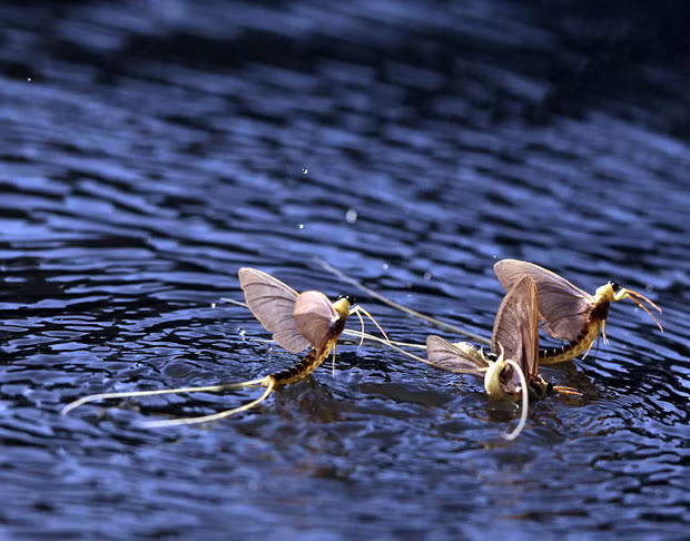 Ảnh đẹp động vật trong tuần ảnh 6 Long-tailed mayflies (Palingenia longicauda) dance around each other in large groups on the surface of the Tisza river in Hungary. The larvae live under water for three years, and then millions of these short-lived mayflies engage in a frantic rush to mate and reproduce before they perish in just a few hours during ’Tiszaviragzas’ or Tisza blooming season from late spring to early summer every year.