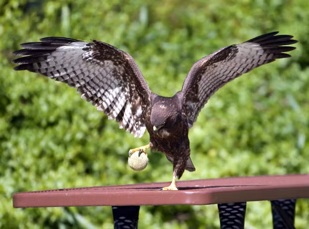 Ảnh đẹp động vật trong tuần ảnh 4 A young red-tailed hawk shows off its skills as it plays with a tennis ball. Photographer Steve Shinn watched as the bird spent over an hour messing around with a discarded tennis ball in Huntington Beach, California. He almost didn’t get the shots - as he was laughing too hard. He explains: