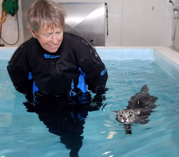 Những hình ảnh ấn tượng trong tuần ảnh 2 Ros Boisseau leads Mog the cat through a swimming session at Hawksland hydrotherapy pool, near Wadebridge, Cornwall. A cat that was left with both front legs completely paralysed following a horrific car accident is learning to walk again - by taking swimming lessons. Mog sustained horrific injuries and spent six weeks on a drip after a car smashed into him in a hit-and-run incident in February. A local vet suggested that hydrotherapy classes - usually for water-loving dogs - could help relieve his pain and Mrs Ashworth decided to take him for a session. Mog initially