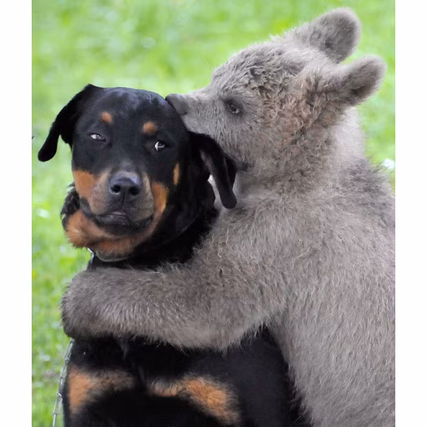 Ảnh động vật đẹp trong tuần ảnh 3 A bear cub named Medo plays with the Logar family dog in Podvrh village, Slovenia. The Logar family has adopted the three-and-half-month-old bear cub that strolled into their yard about a month ago...
