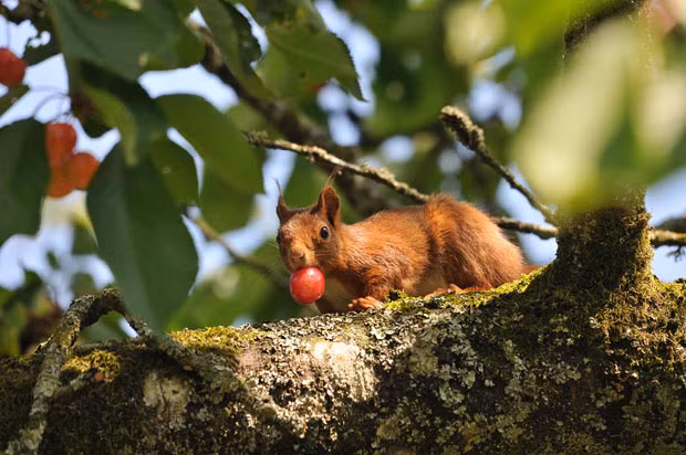 Ảnh đẹp động vật trong tuần ảnh 8 Caroline Broad sent us this photograph she took of a red squirrel gorging itself on cherries in her garden
