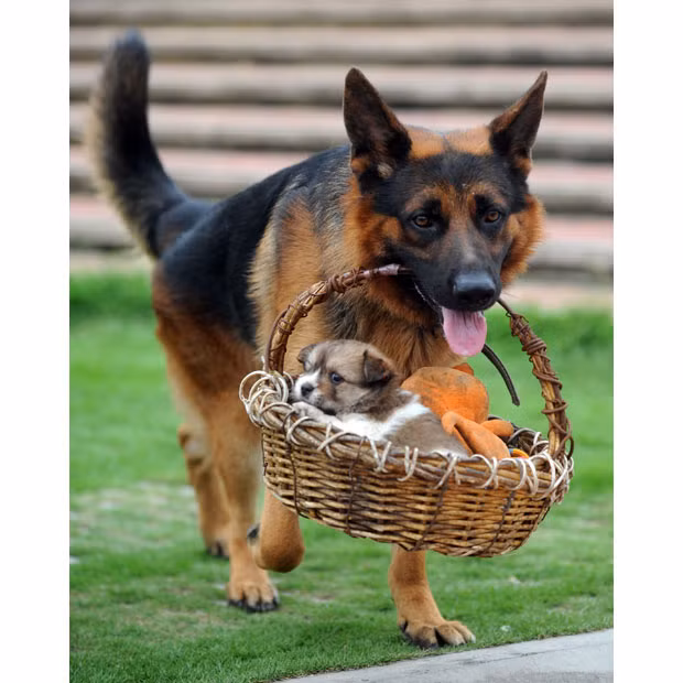 Ảnh động vật đẹp trong tuần ảnh 9 A German Shepherd dog called Xiao Long carries a one-month-old puppy out for a walk in a basket in the southern Chinese town of Ronggui