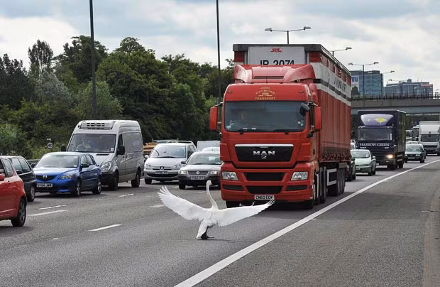 Ảnh đẹp động vật trong tuần ảnh 7 A swan held up traffic near junction 3 of the M4 motorway, west of London