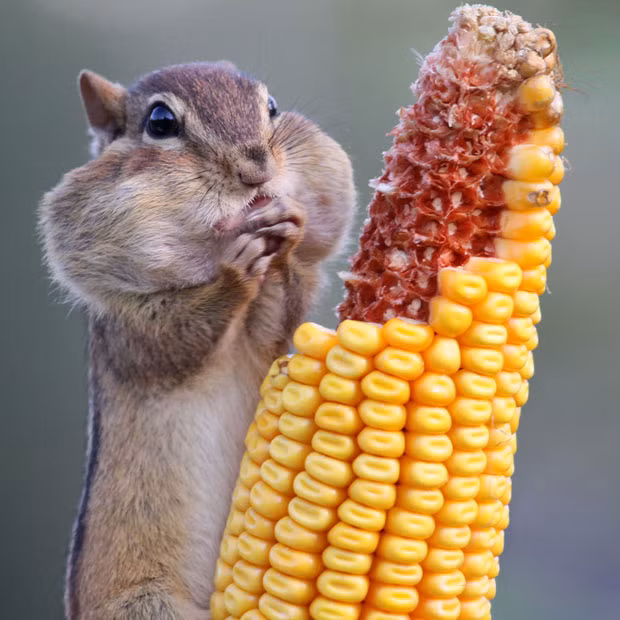 Ảnh động vật đẹp trong tuần ảnh 5 A greedy chipmunk stuffs its mouth with corn on the cob. The cheeky creature pounced on the cob within minutes of photographer Barbara Lynne hanging it in her back garden in Ontario, Canada, for the birds. Barbara says: