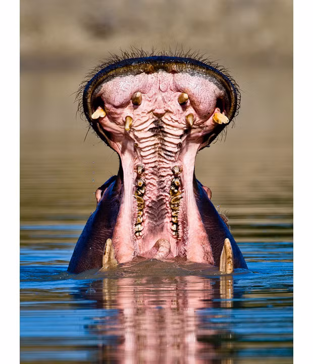 Ảnh động vật đẹp trong tuần ảnh 7 A hippo gives a close and personal view of the inside of its mouth as it appears to let out an almighty yawn. Photographer Gorazd Golob took the shot in Kruger Park, South Africa