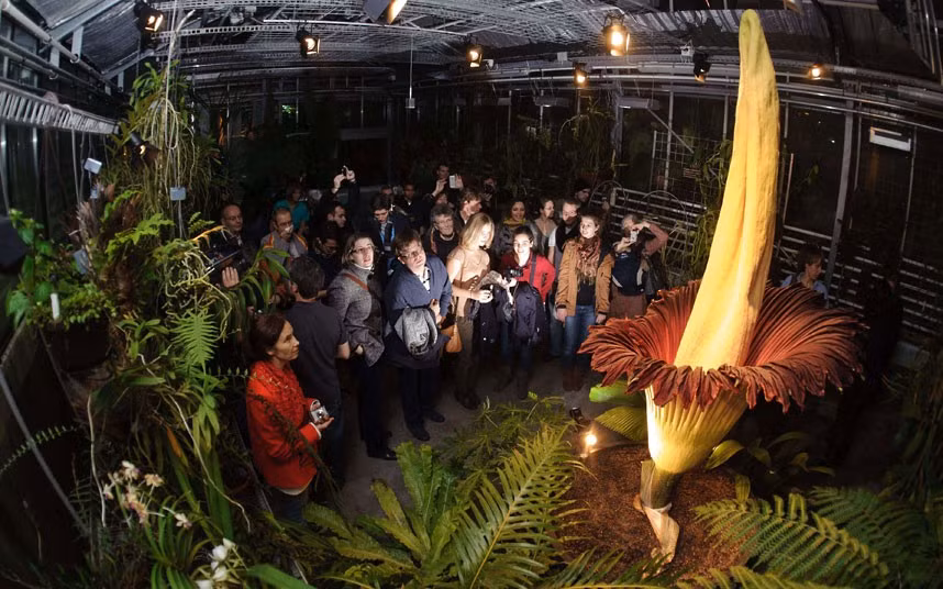 Visitors look at a Titan Arum (Amorphophallus titanum) - the largest flower in the world - as it blooms at the Botanical Garden in Basel, Switzerland. The flower has a 2.27-metre (7 feet 5 inches) high yellow pistil and a red-brown petal-shaped funnel. Many curious visitors are expected to flock to see the flower, despite the smell of rotting meat given off. 
