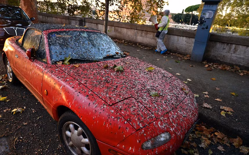 A worker plays recordings of starlings’ distress calls to deter the birds from spending the night by the Tiber river in Rome. About a million starlings migrate to Rome during autumn and winter time and create beautiful patterns in the sky before spending the nights in the trees by the Tiber river, creating rather less attractive patterns with their droppings. 