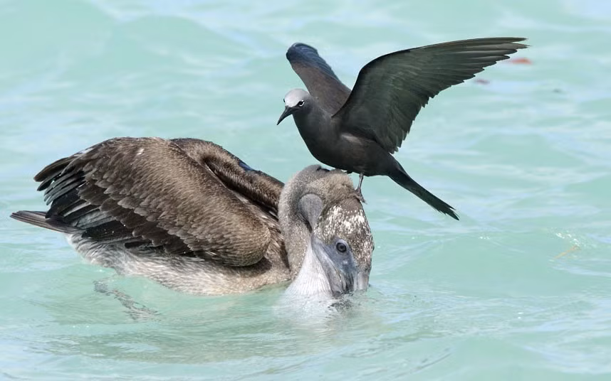A pelican was rudely interupted as it tried to land a fish, when a sooty tern landed on its head. The cheeky invader was trying to nab the tasty catch, but the unflappable brown pelican had a simple solution to the problem; it kept its catch underwater. Nate Chappell snapped the scene off Santa Cruz Island in the Galapagos.