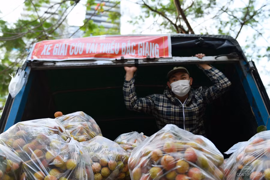 Chị Nghiêm Thị Thanh Thủy (quê ở Bắc Giang), trưởng nhóm thiện nguyện cho biết, nhóm tình nguyện toàn bộ tự phát, từ hội đồng hương Bắc Giang, vì không về quê chống dịch được cùng mọi người, nên giúp bà con quê hương tiêu thụ vải thiều.