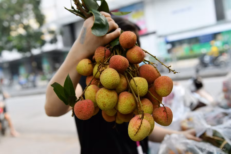 Hàng chục tấn vải thiều Bắc Giang được giải cứu mỗi ngày ở Hà Nội ảnh 2