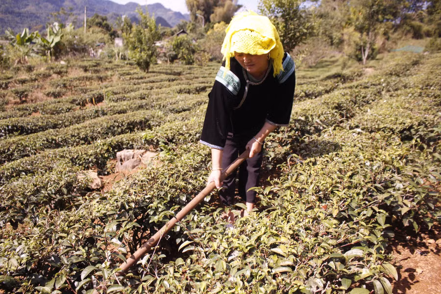 Cây chè là cây trồng chủ lực hiện nay được bà con xã Sùng Phài chú trọng chăm sóc, phát triển.
