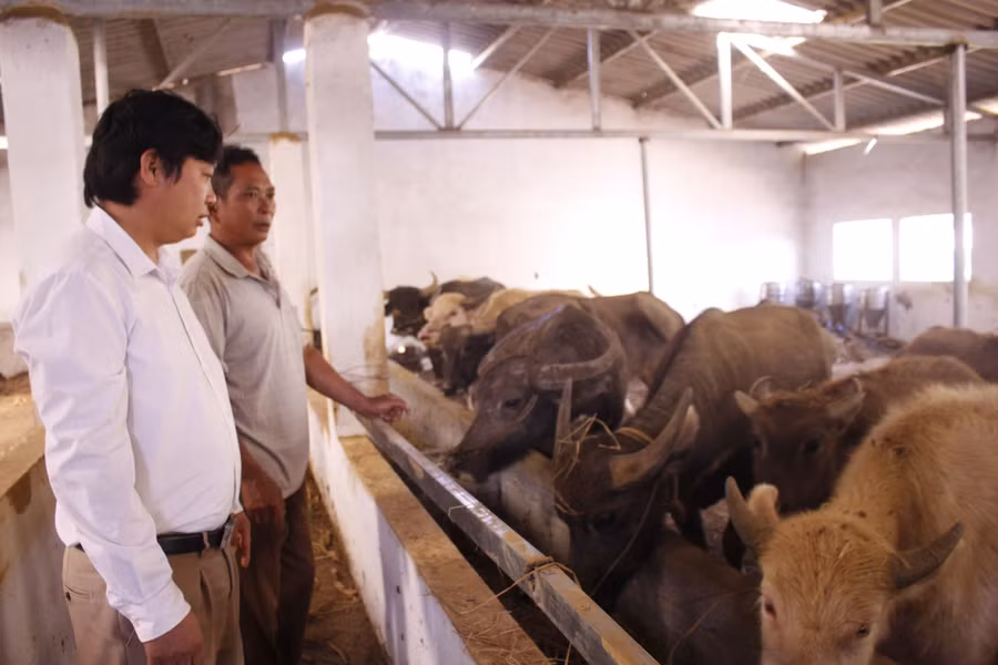 Các mô hình chăn nuôi đại gia súc theo hướng hàng hoá thị trường dần xuất hiện trên địa bàn xã Sùng Phài nhiều hơn, giúp người dân nâng cao thu nhập.