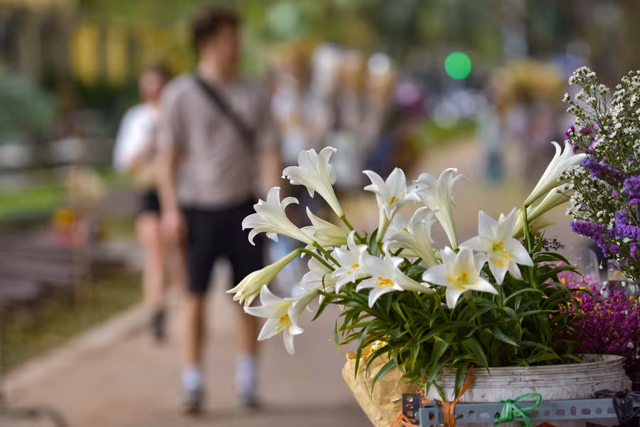 Khoảng thời gian này chúng ta thường bắt gặp những chiếc xe đạp chở đầy hoa loa kèn đầu mùa, tràn đầy sức sống dọc các con phố Phan Đình Phùng, Thuỵ Khuê, Giảng Võ...