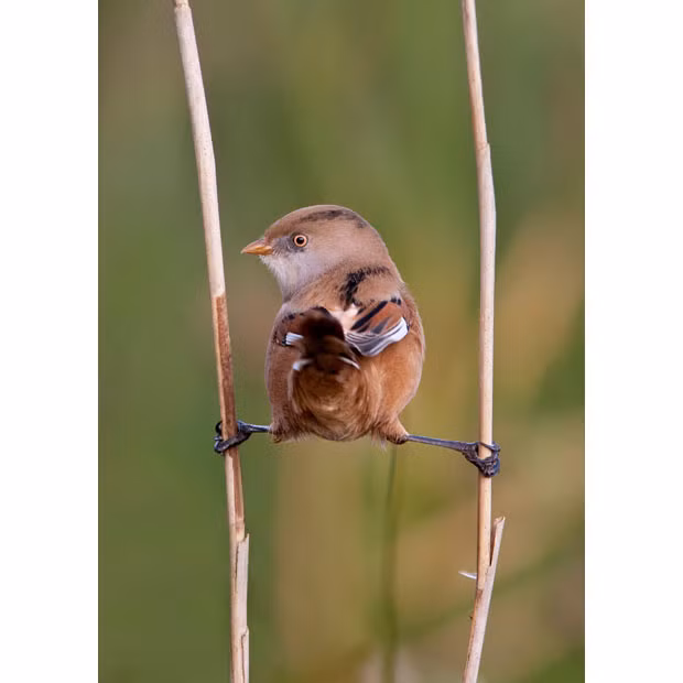 A bearded tit proves quite the acrobat on an awkward perch. Lea Roberts photographed the agile bird doing the splits between two reeds in East Tilbury, Essex.