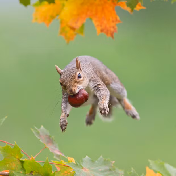 A squirrel jumps from one branch to another with a horse chestnut gripped firmly in its mouth. Professional wildlife photographer, Brian Bevan, captured squirrels’ acrobatic antics near his house in Bedfordshire last autumn...