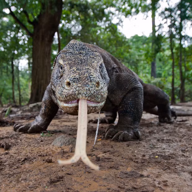 Ảnh đẹp động vật trong tuần ảnh 10 A Komodo dragon investigates the camera with its long forked tongue on Komodo Island in the Republic of Indonesia. Using their