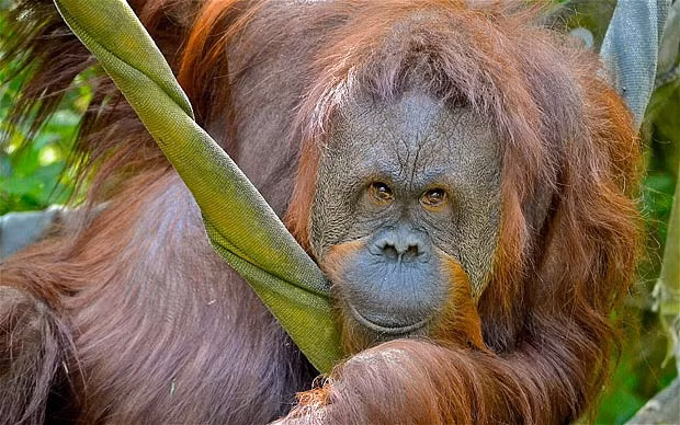 Ảnh đẹp động vật trong tuần ảnh 4 Daily Telegraph reader Nicola MacMillan emailed us this photograph she took of Melati, Seattle Zoo’s female orangutan, relaxing in a hammock in her enclosure. If you have a photograph you’d like us to consider for a picture gallery, please email it to mypic@telegraph.co.uk, supplying a little info on where and how the picture was taken