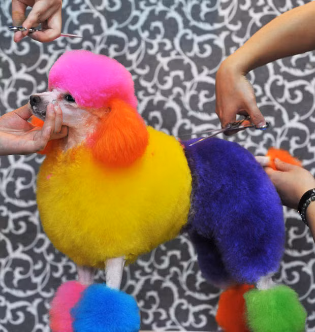 Ảnh đẹp động vật trong tuần ảnh 5 A dyed poodle is groomed in Beijing
