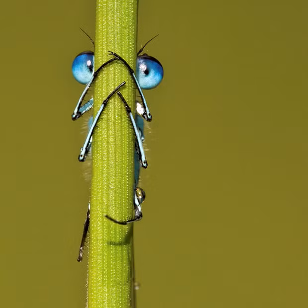 Ảnh đẹp động vật trong tuần ảnh 8 A damselfly hides behind a blade of grass, but it failed to realise its eyes could be seen poking out either side. Photographer Tony Flashman spotted the common blue damselfly’s piercing eyes as he crawled around meadows at Fordwich Lakes, near Canterbury, Kent. Tony, from Deal, Kent, said: