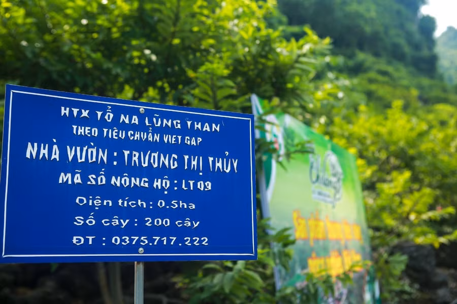 Theo bà con nông dân, hơn nửa số hộ trồng na trở nên khá giả, thu nhập ít nhất vài chục triệu đồng, thậm chí nhiều hộ đạt mức thu nhập 300 - 500 triệu đồng mỗi năm. Theo bà con nông dân, hơn nửa số hộ trồng na trở nên khá giả, thu nhập ít nhất vài chục triệu đồng, thậm chí nhiều hộ đạt mức thu nhập 300 - 500 triệu đồng mỗi năm.