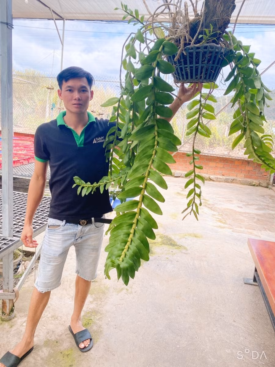 Nghệ nhân Nguyễn Quốc Trường: Cuộc sống mới từ những loài hoa lan ảnh 2