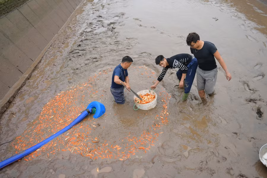 Người buôn cá chép đỏ không chỉ từ Sơn La, Điện Biên, Hà Nội hay Hải Phòng, Quảng Ninh mà chép đỏ Thủy Trầm còn có mặt tại Trung Quốc để đảm nhận trách nhiệm “hộ tống” Táo Quân lên trời.