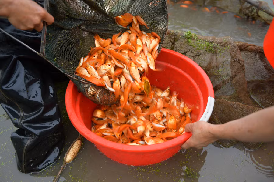 Làng cung cấp "phương tiện" cho ông Công, ông Táo ảnh 7