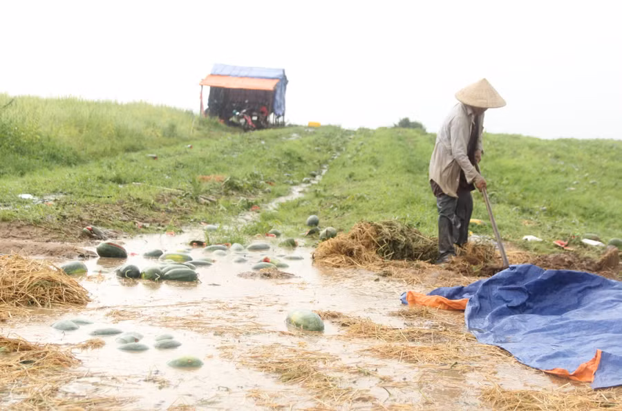 Người dân đào rãnh để nước thoát khỏi ruộng dưa hấu.