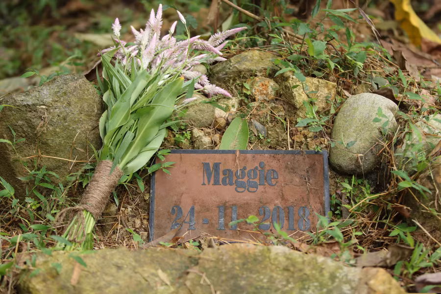 Maggie Q mang hoa đến tưởng niệm chú gấu được cô đặt tên đã qua đời năm ngoái.