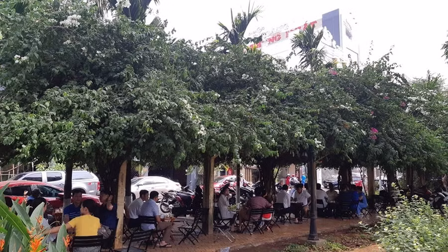 Giàn hoa giấy ở trung tâm TP. Buôn Ma Thuột trước lúc bị kẻ gian hủy hoại