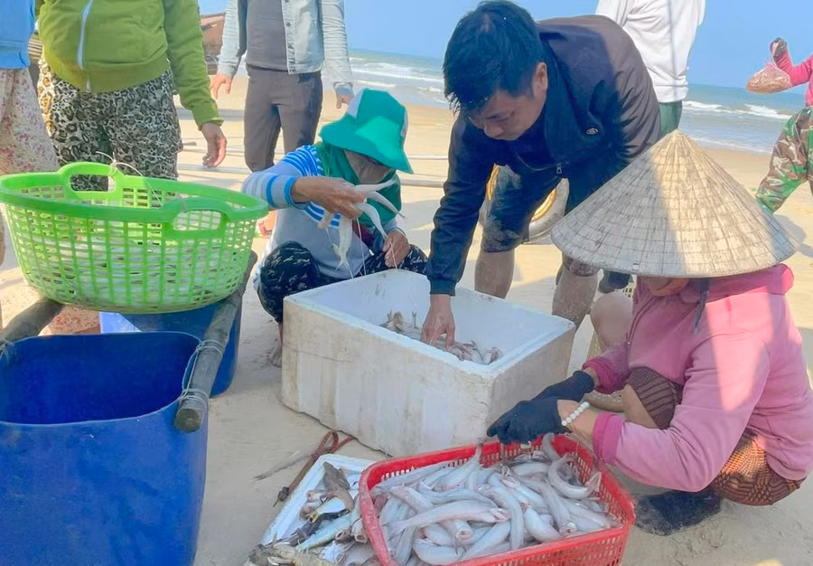 Gặp luồng cá, ngư dân có thể đánh bắt khoảng 30kg cá khoai mỗi ngày. (Ảnh: Đ. Đức).