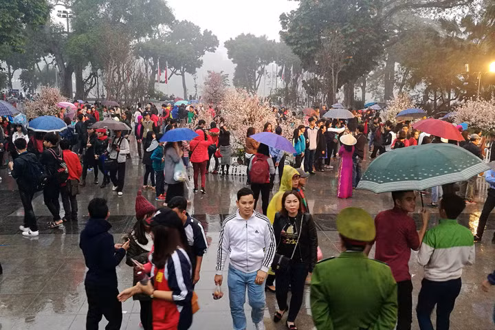 Nghìn người đội mưa ngắm hoa anh đào ở Hà Nội