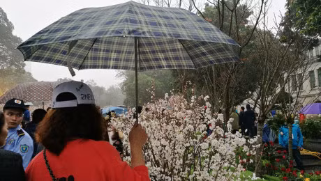 Nghin nguoi doi mua ngam hoa anh dao o Ha Noi - Anh 10