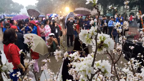 Nghin nguoi doi mua ngam hoa anh dao o Ha Noi - Anh 8