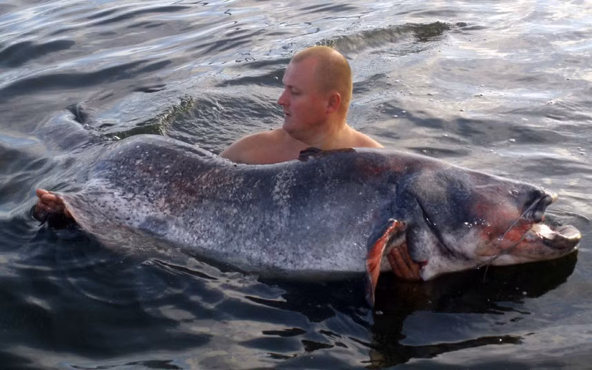 Ảnh động vật đẹp trong tuần ảnh 6 Tomasz Wiesyk shows off the giant catfish he caught at Rybnik Lake, Poland. After it was weighed at 105 kg and measured at 254 cm long, the giant fish was released back into the lake.