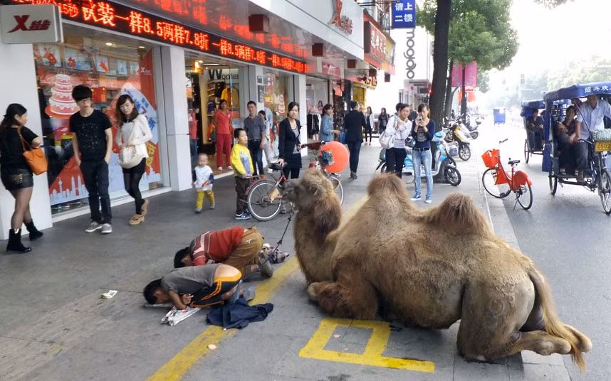 Ảnh động vật đẹp trong tuần ảnh 11 Two young boys and a camel are seen begging on the street in Shaoxing, Zhejiang Province, China
