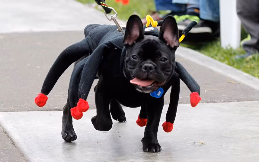 Ảnh động vật đẹp trong tuần ảnh 5 A dog is dressed up to look like a spider during a pet fashion event in Lima, Peru