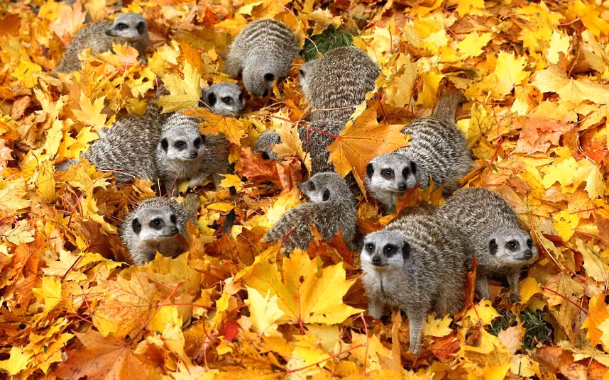 Ảnh động vật đẹp trong tuần ảnh 7 Meerkats play in autumn leaves at Blair Drummond Safari Park near Stirling, Scotland