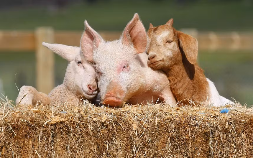 Ảnh động vật đẹp trong tuần ảnh 8 Lizzie the lamb, Portia the piglet and Boots the goat snuggle up at Edgar’s Mission Farm Sanctuary near Kilmore, Victoria, Australia. Each was found abandoned and alone - Lizzie was just hours old when she was rescued from the side of a busy road. But the three are now thriving at Edgar’s Mission Farm Sanctuary in Kilmore, Australia.