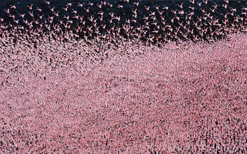 Ảnh động vật đẹp trong tuần ảnh 10 Flocks of flamingos cover Lake Bogoria in Kenya. An estimated one and a half million lesser flamingos pack into the lake. The colourful creatures - normally more dispersed across the region - arrive in huge numbers to gorge on cyanobacteria. The spectacular scene was captured by wildlife photographer Martin Harvey, 57, who spent two weeks among the birds.