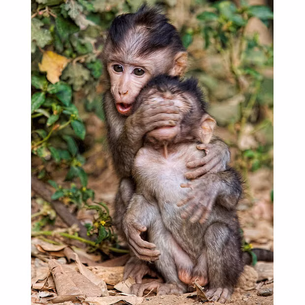 These two monkeys appear to be enjoying a game of ’peek-a-boo’ during playtime in the forest at Monkey Forest Park in Ubud Bali, Indonesia. Just like human children, the pair entertained themselves while their mothers were grooming nearby. They were snapped by Anne Young on a visit to the popular tourist destination.