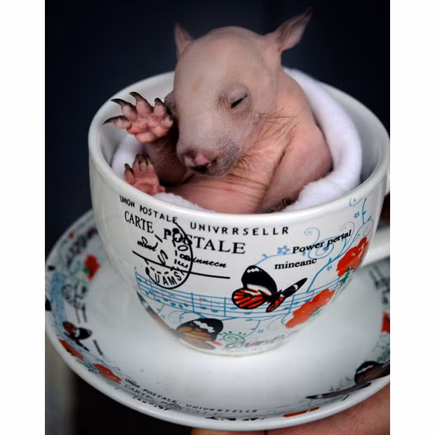 Rupert, a three-month-old wombat joey, sits in a teacup at the Healesville Sanctuary, Victoria, Australia. He was rescued from his mother’s pouch when she was killed by a car.