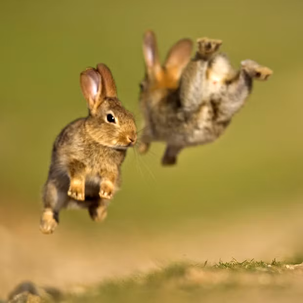 Baby rabbits play in the English countryside, Wiltshire