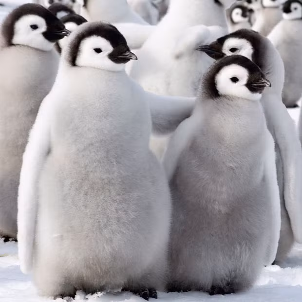 Two fluffy emperor penguin chicks cuddle up, one putting its flipper around its companion. The chicks are beefing up ahead of moulting season when they can lose up to 30 per cent of their body weight. During this period they lose their fluffy feathers and grow swimming feathers. Photographer David Schultz travelled to Antarctica on an ice breaker and a helicopter to capture the photograph.