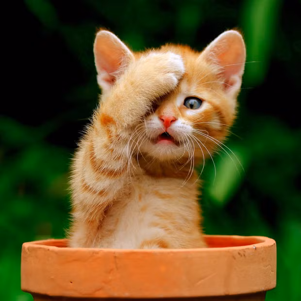 This ginger kitten named Garfield seemed to believe it was invisible as it covered one eye with a paw and sat in a flower pot to hide from a large dog. Iveta Novotna from Brno, Czech Republic, photographed the cute kitten in her garden.