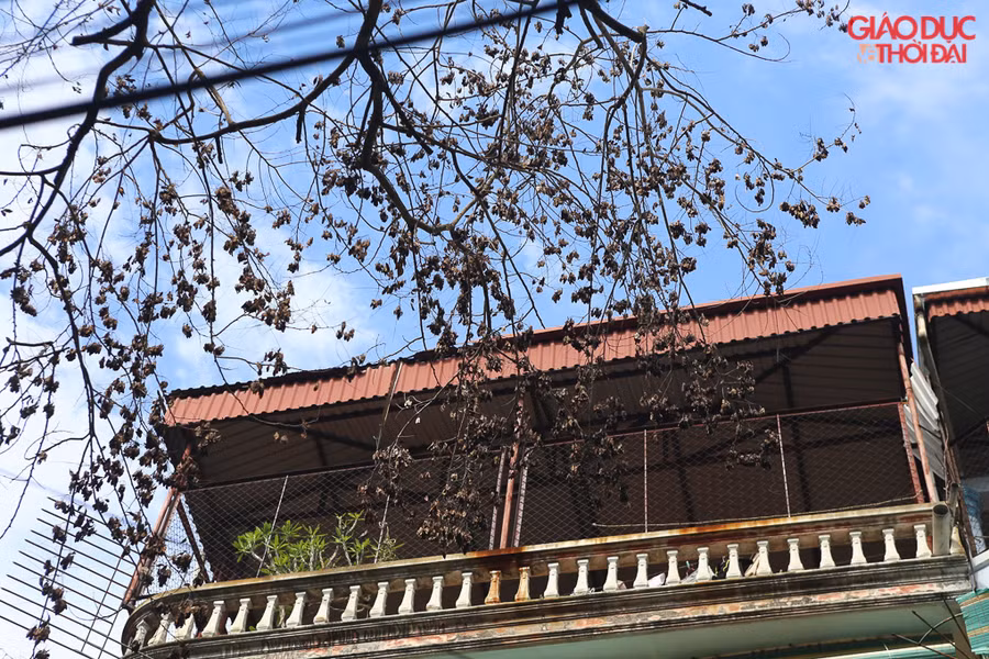 Hàng cây này có rất nhiều loại cây khác nhau (13 cây), 3 cây sưa to nhất có dấu hiệu đã chết.