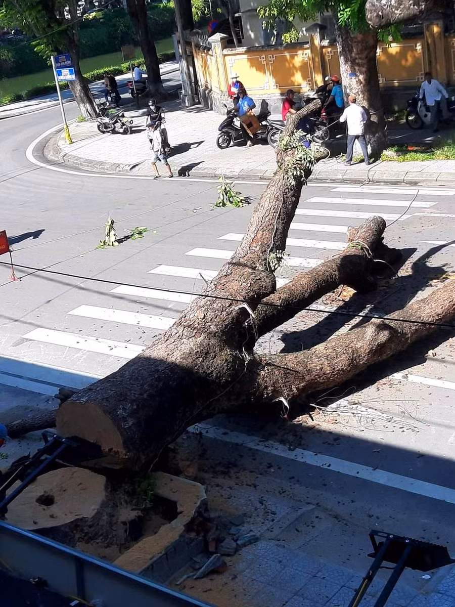 Cây long não có tuổi đời 100 năm tuổi nằm trước Gác Trịnh, TP Huế vừa bị đốn hạ