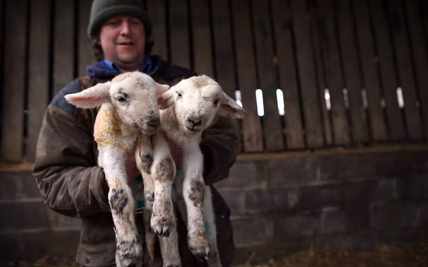 Ảnh đẹp động vật trong tuần ảnh 5 Farmer Bob King picks up two newborn lambs that were born this morning at his farm in the Wiltshire village of Edington near Westbury